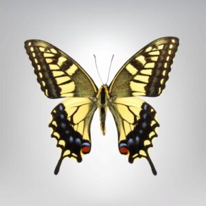 Naturalisé-Papilio-machaon