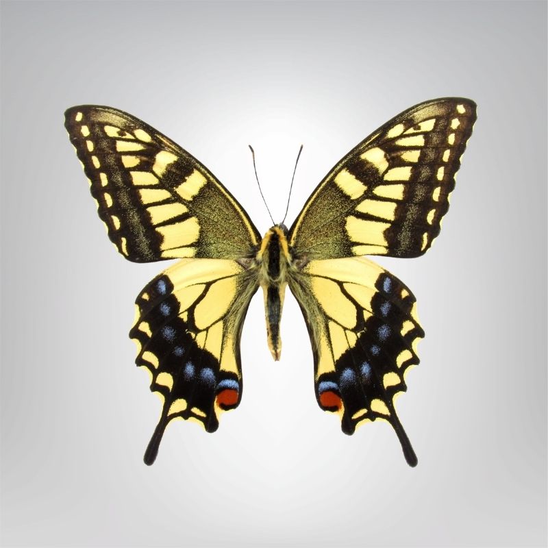 Papilio machaon naturalisé