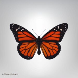 Naturaliser-Danaus-plexippus