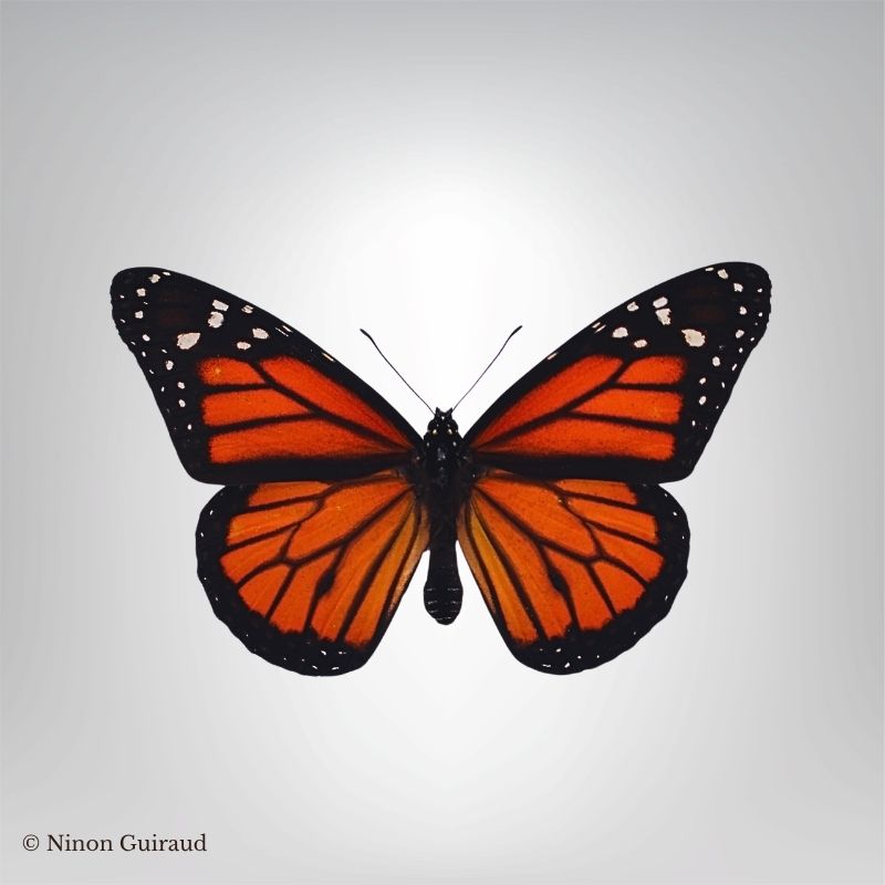 Danaus plexippus naturalisé