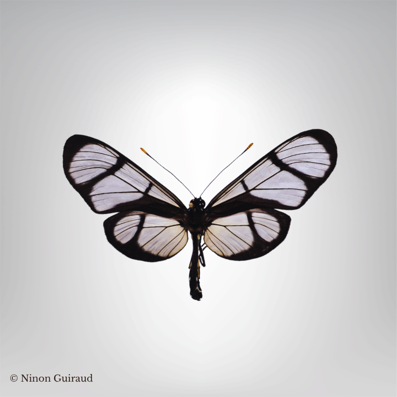 Naturalisé-Methona-confusa