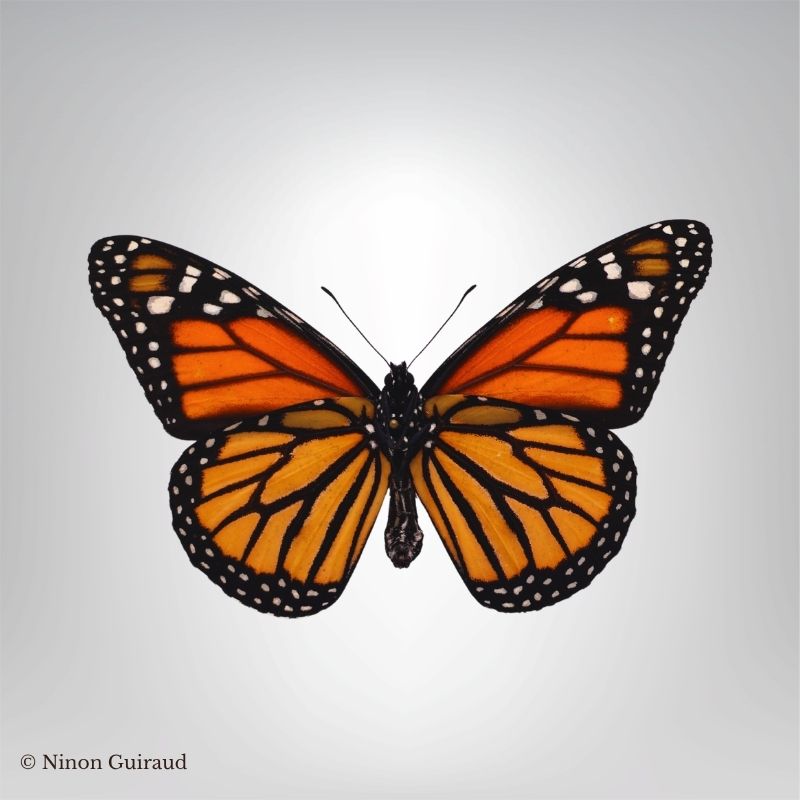 Danaus plexippus naturalisé – Image 2