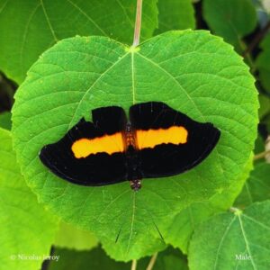 Papillon-Catonehele-acontius-male