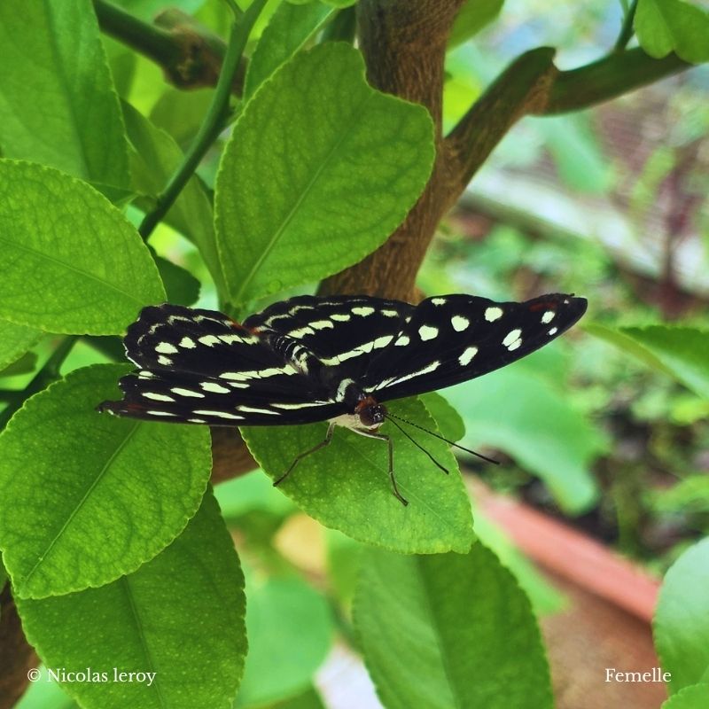 Chrysalide Catonephele acontius – Image 2