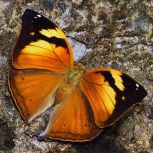 Papillon-Doleschallia-bisaltide