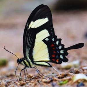 Papillon-Papilio-torquatus