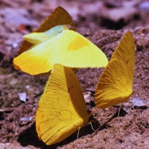 Papillon-Phoebis-philea