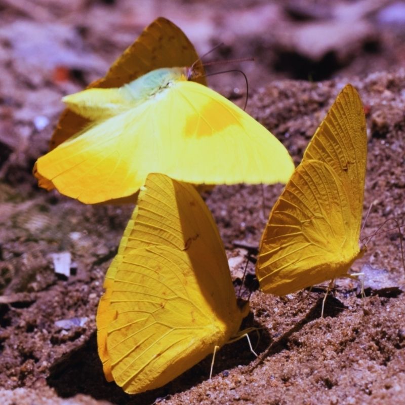Chrysalide Phoebis philea