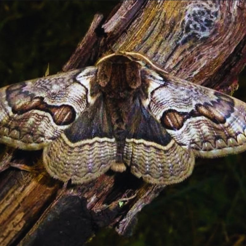 Chrysalide Brahmaea lunulata