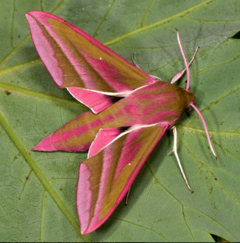 Chrysalide Deilephila elpenor