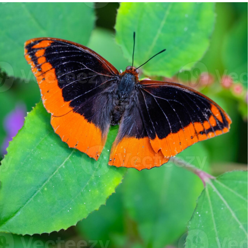 Charaxes sp mixt – Image 2
