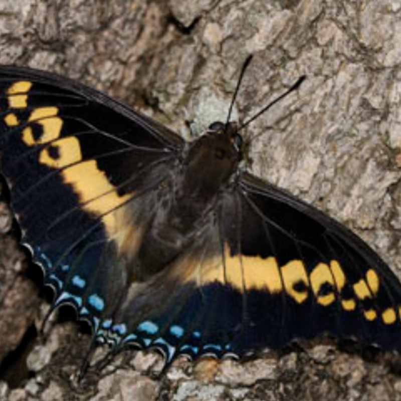 Charaxes sp mixt – Image 3