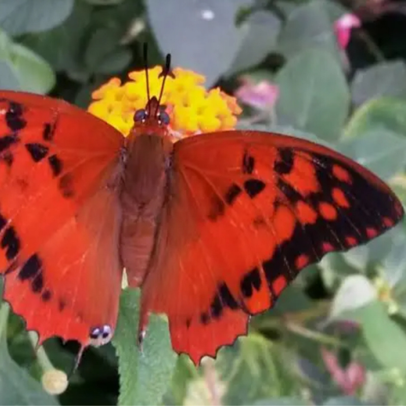 Charaxes sp mixt – Image 4