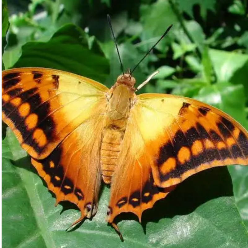 Charaxes sp mixt – Image 5