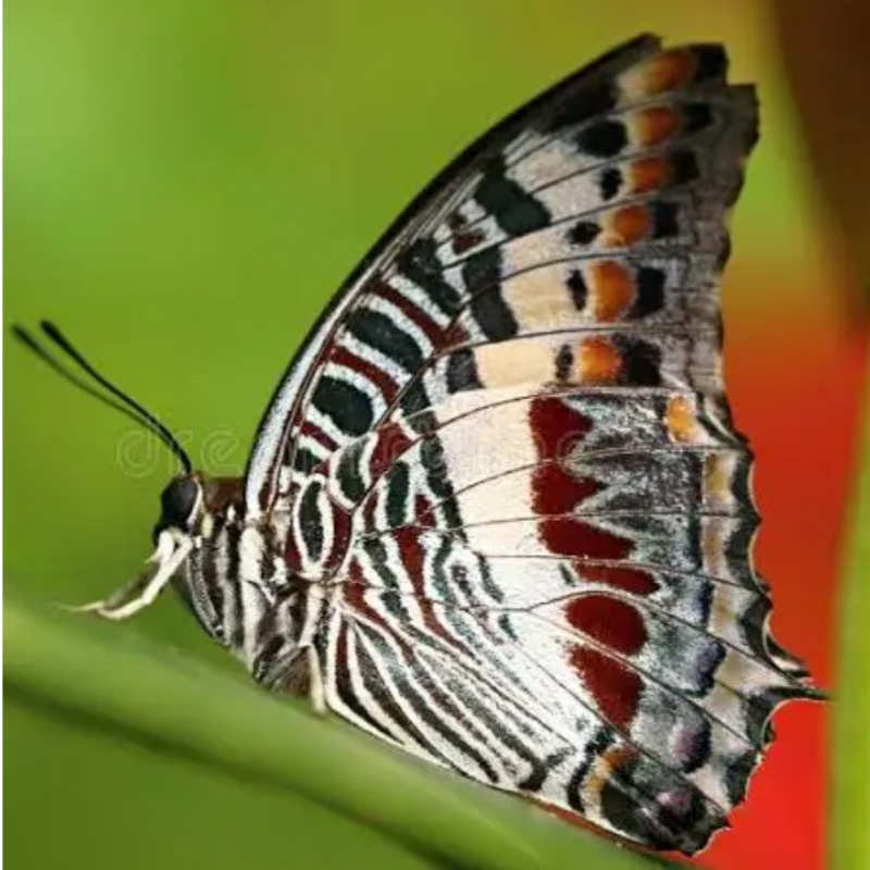 Charaxes sp mixt – Image 6