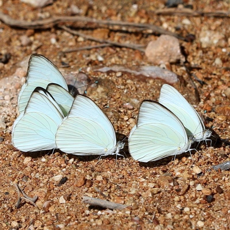pyridae