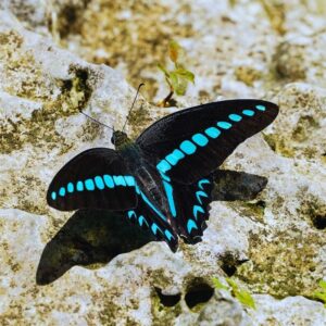 Papillon-Graphium-anthedon