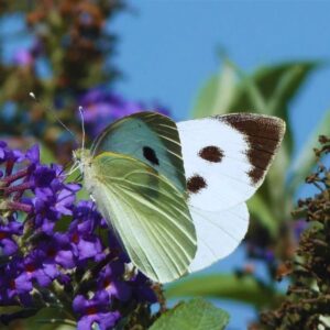 Papillon-Pieris-brassicae
