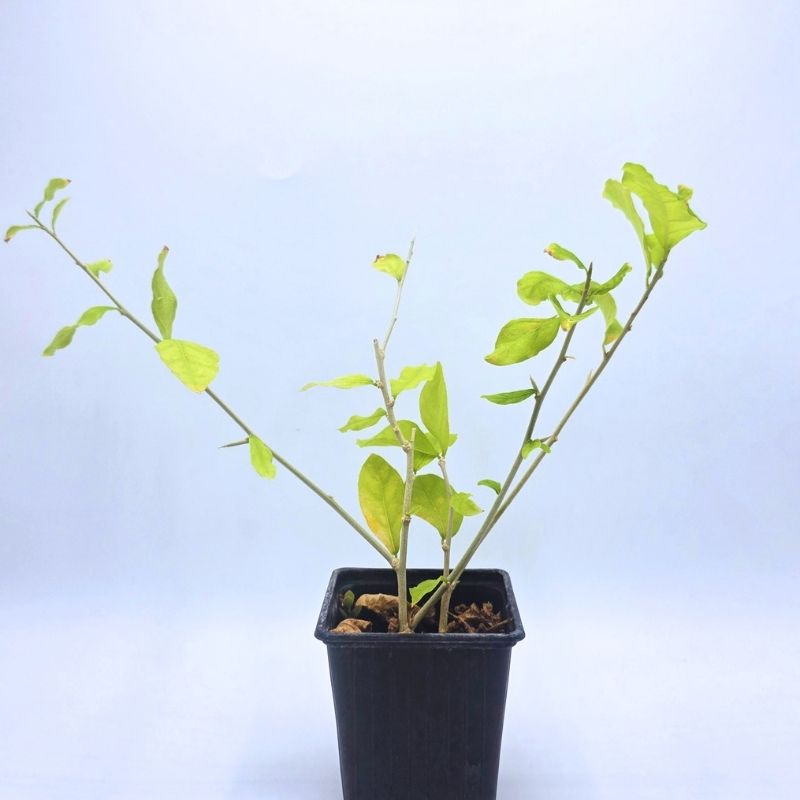 Plant Adelia sp