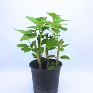 Plant-Stachytarpheta-jamaicensis