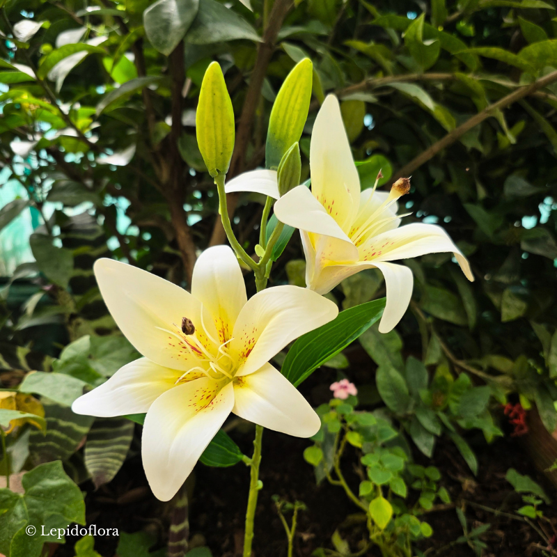 Fleur artificielle à butiner Lilium orientalis double