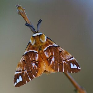 Papillon-Endromis-versicolora